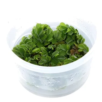1-2-Grow! Salvinia minima