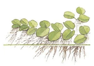 1-2-Grow! Salvinia minima
