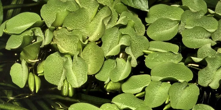 1-2-Grow! Salvinia minima