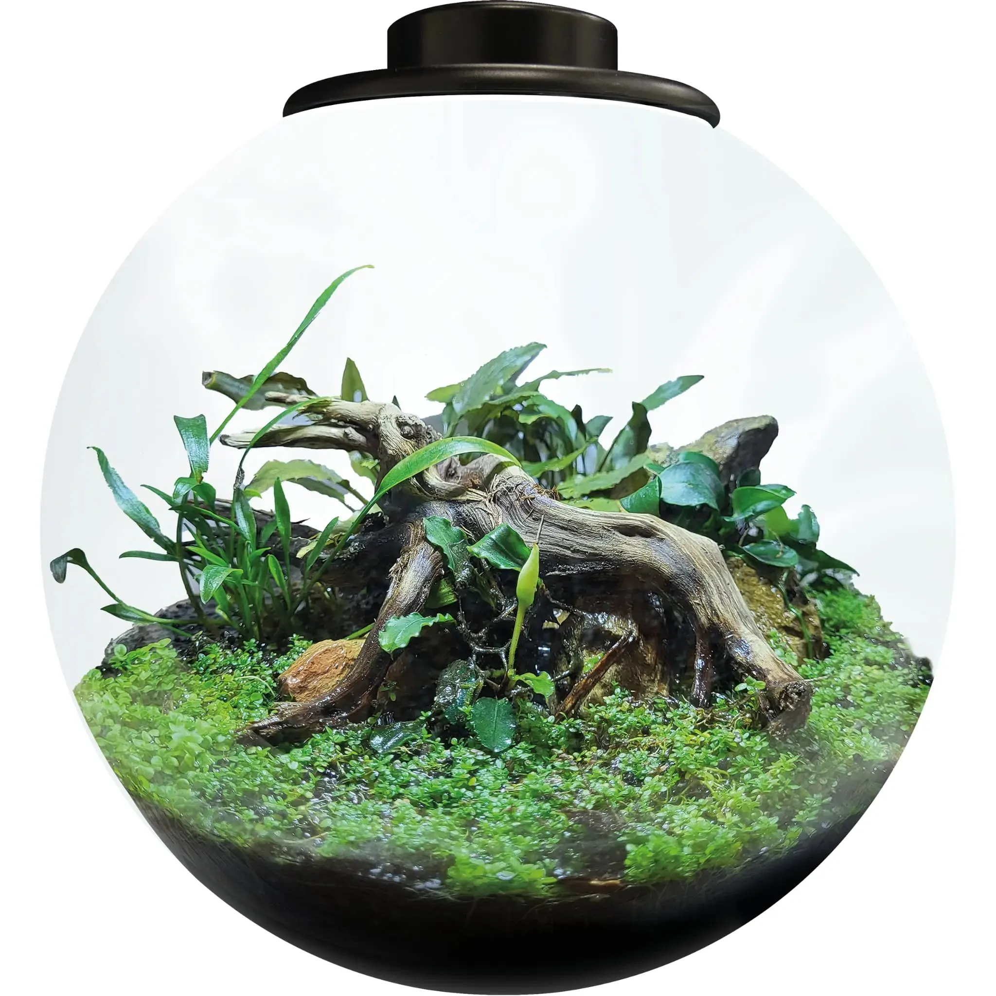 BioArt Bowl 225 Terrarium - Black
