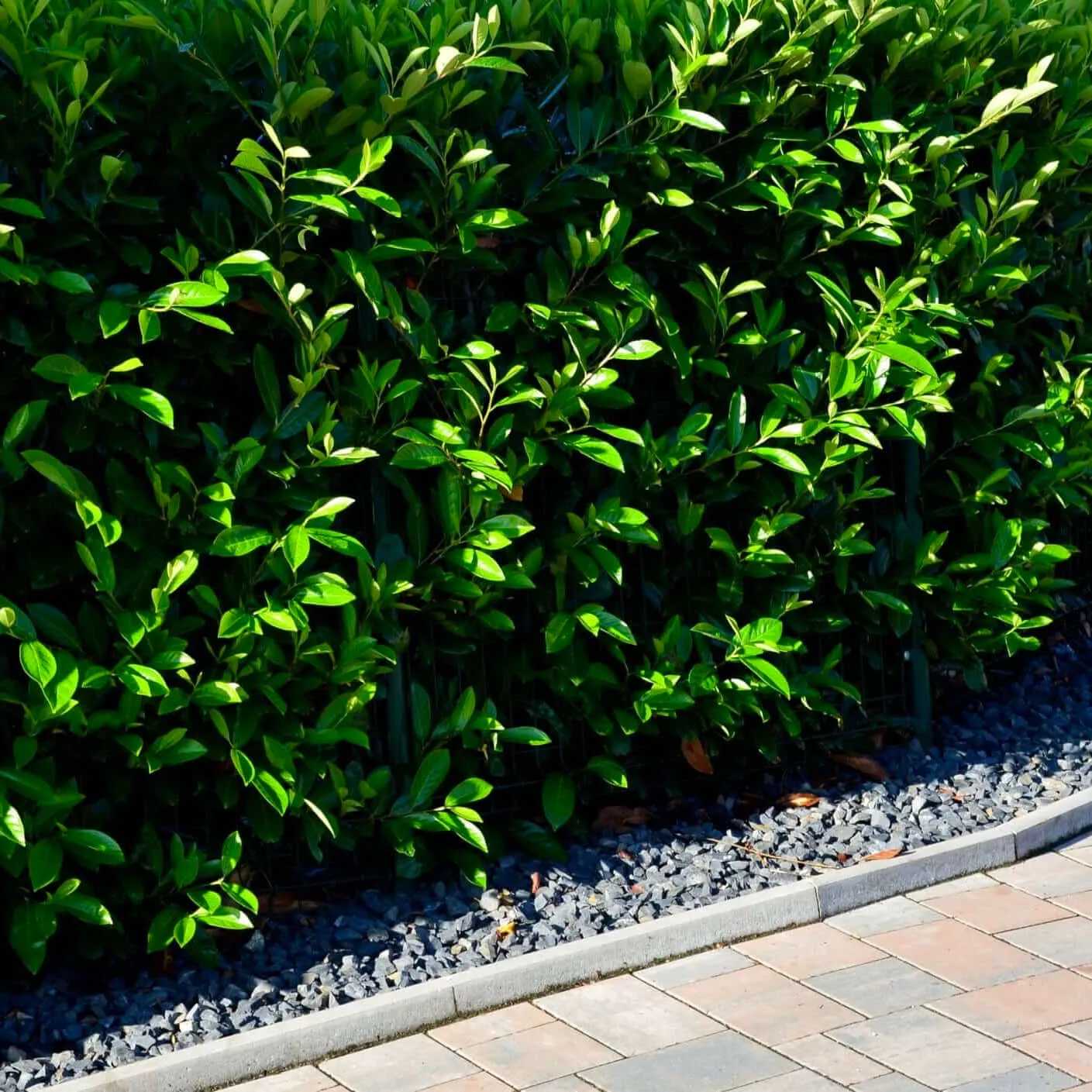Compact Carolina Cherry Laurel