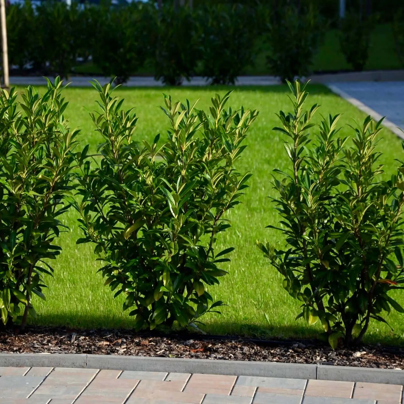 Compact Carolina Cherry Laurel
