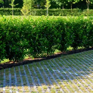 Compact Carolina Cherry Laurel