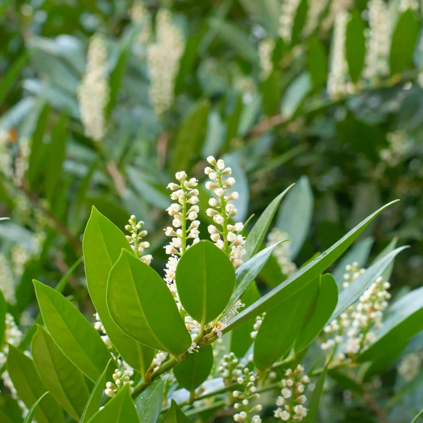Compact Carolina Cherry Laurel