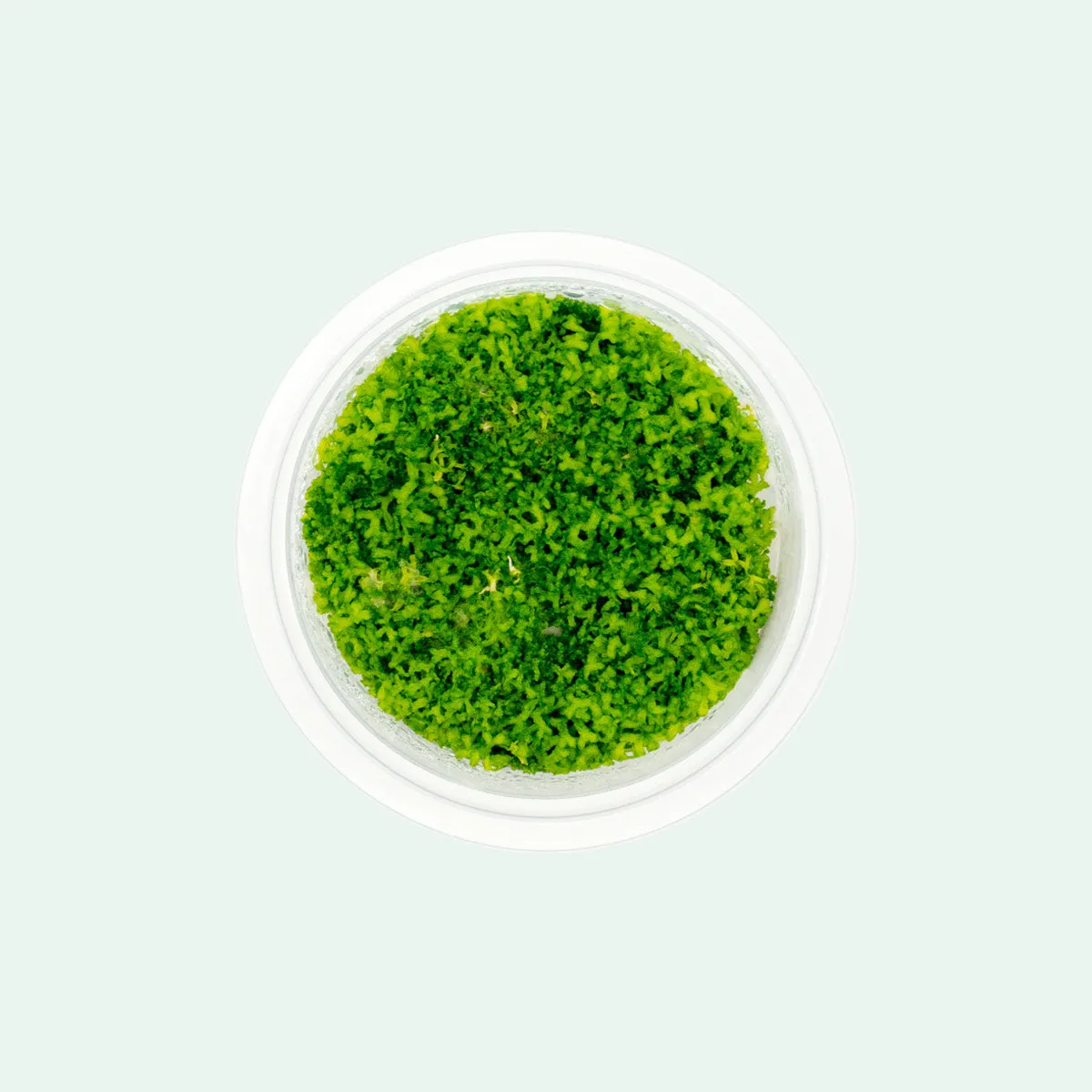 Riccia Fluitans