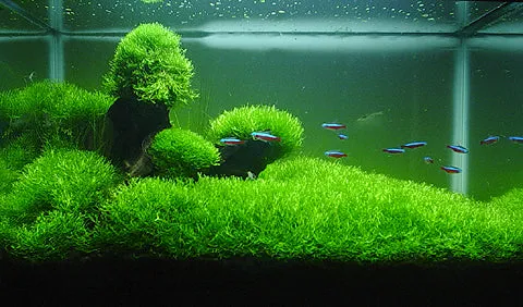 Riccia Fluitans