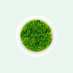 Riccia Fluitans