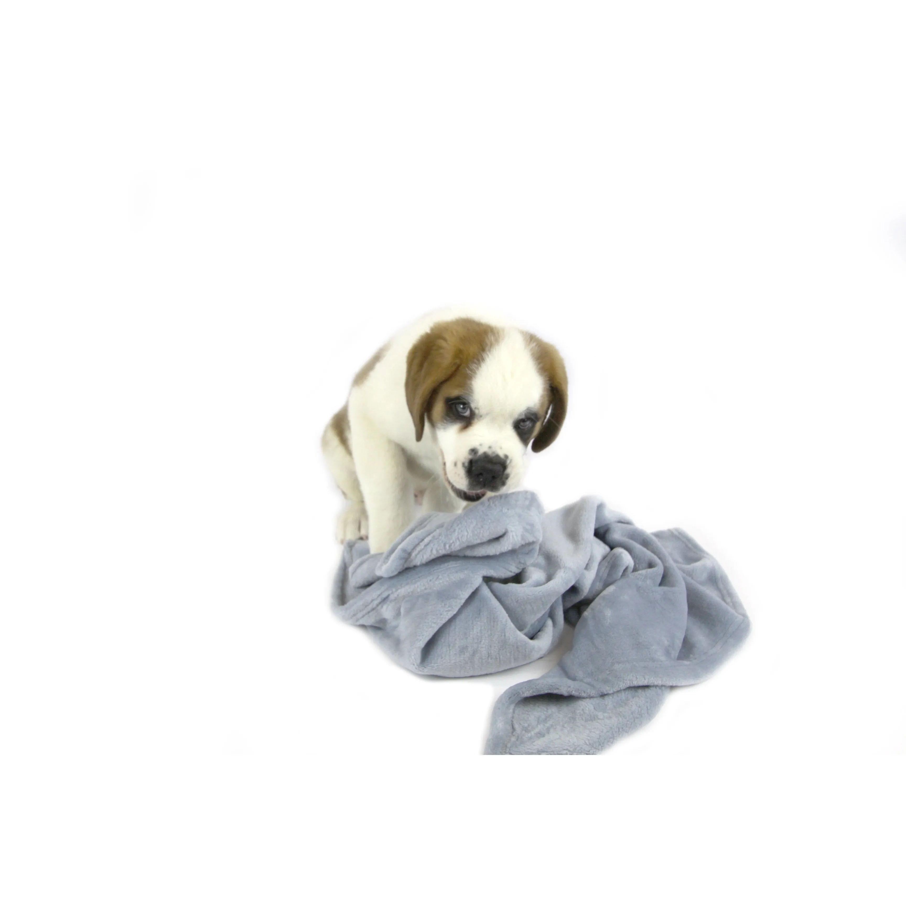 T&S Snuggle Blue Dog Blanket Small