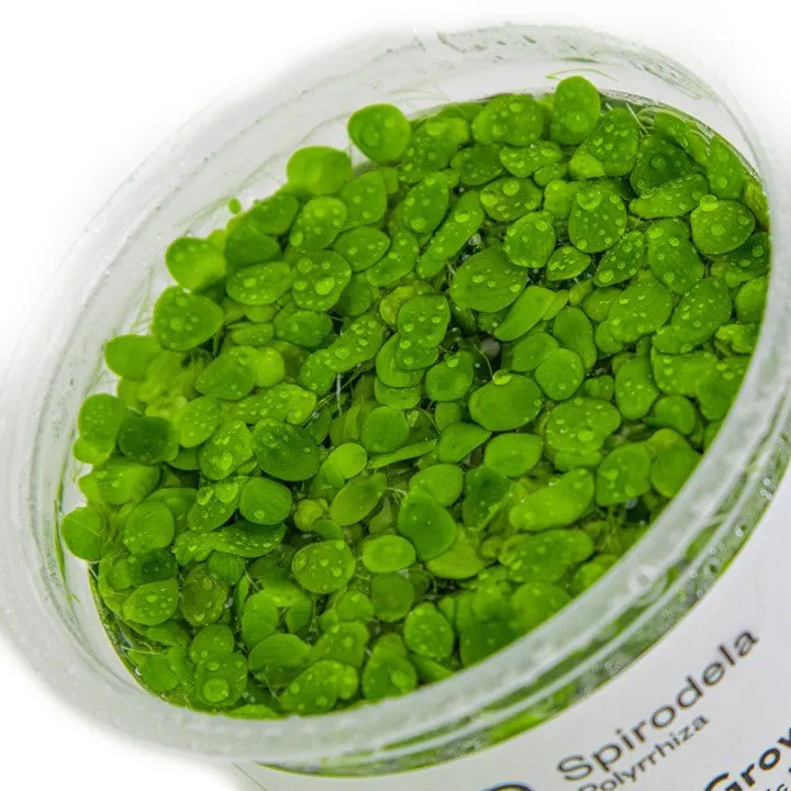 Tropica Spirodela polyrrhiza 1-2-Grow!
